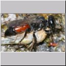 Tachysphex pompiliformis - Grabwespe w01e 8mm mit Nymphe eines Chorthippus albomarginatus - OS-Wallenhorst-Tongrube-Lehmwiese.jpg